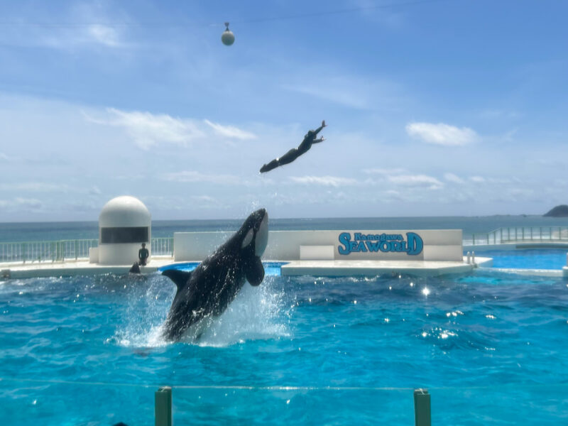 鼻先でトレーナーさんを飛ばすシャチ